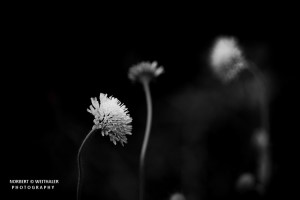 22k fotoart foto fotografie kunst composing bildbearbeitung blumen landschaft tiere portrait stil weithaler norbert